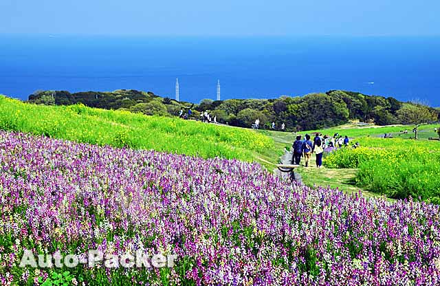 兵庫県立公園あわじ花さじき