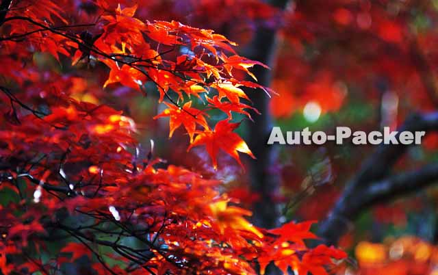 紅葉